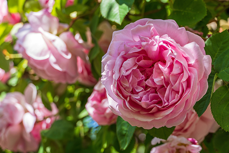 David Austin's first shrub rose cultivar, 'Constance Spry'
