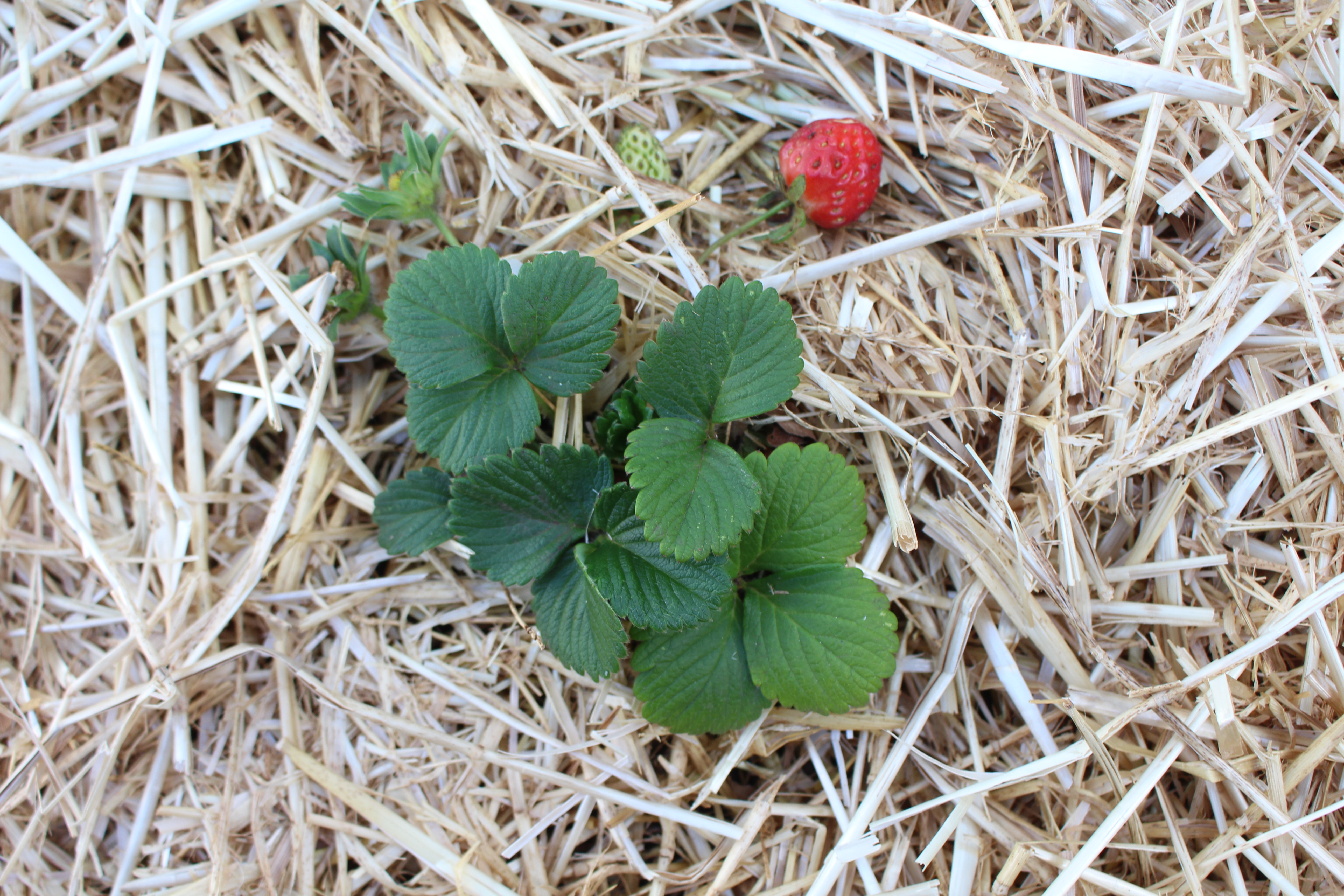 First Strawberry of the Season 