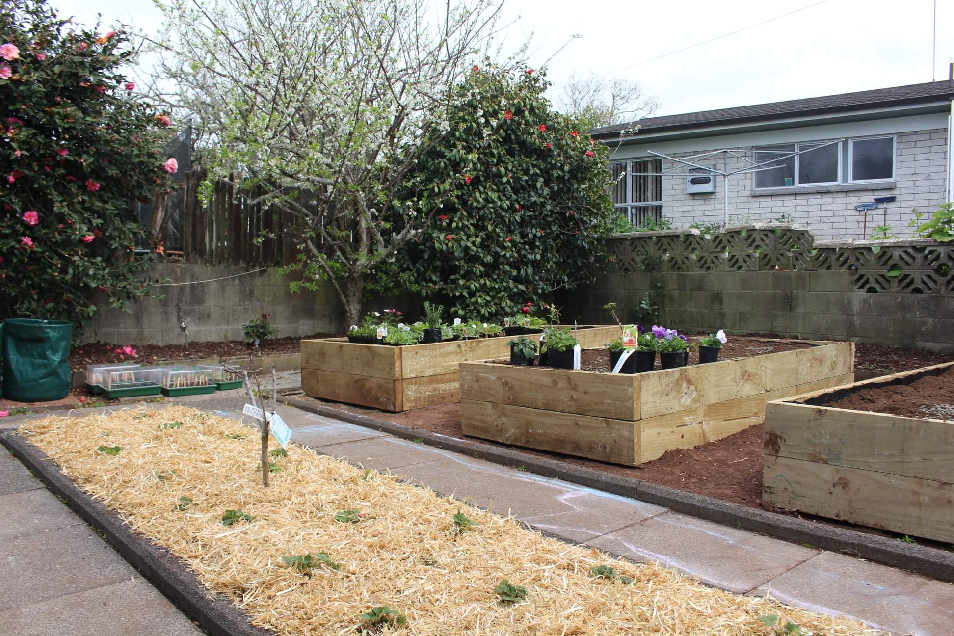 Growing Nightshade Vegetables 