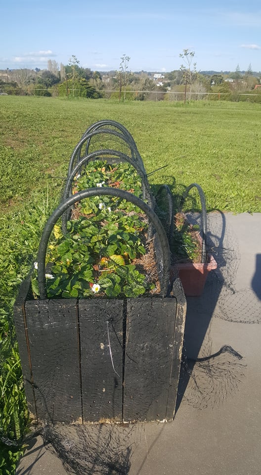 More berry protection