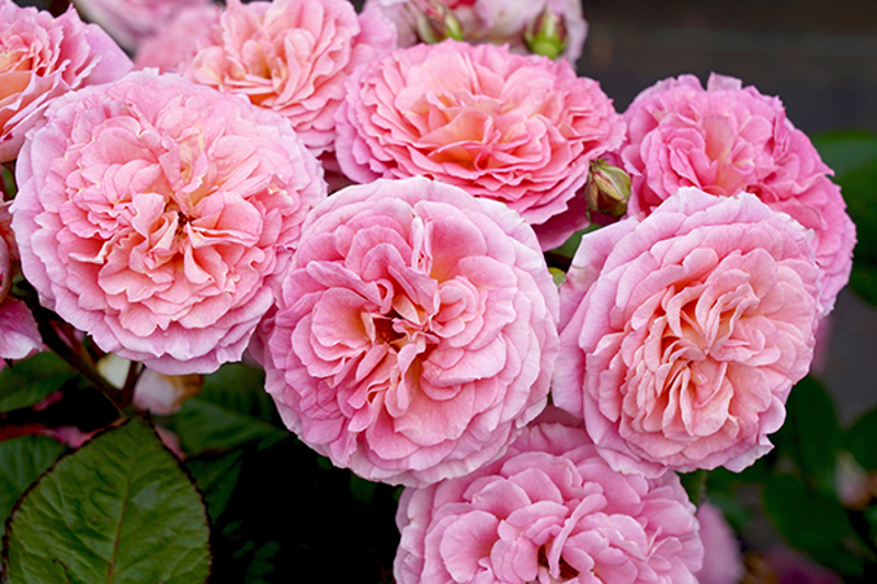 Floribunda Rose 'Love Affair'