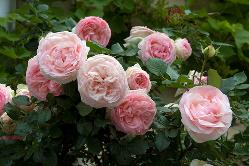 Climbing rose 'Pierre de Ronsard'