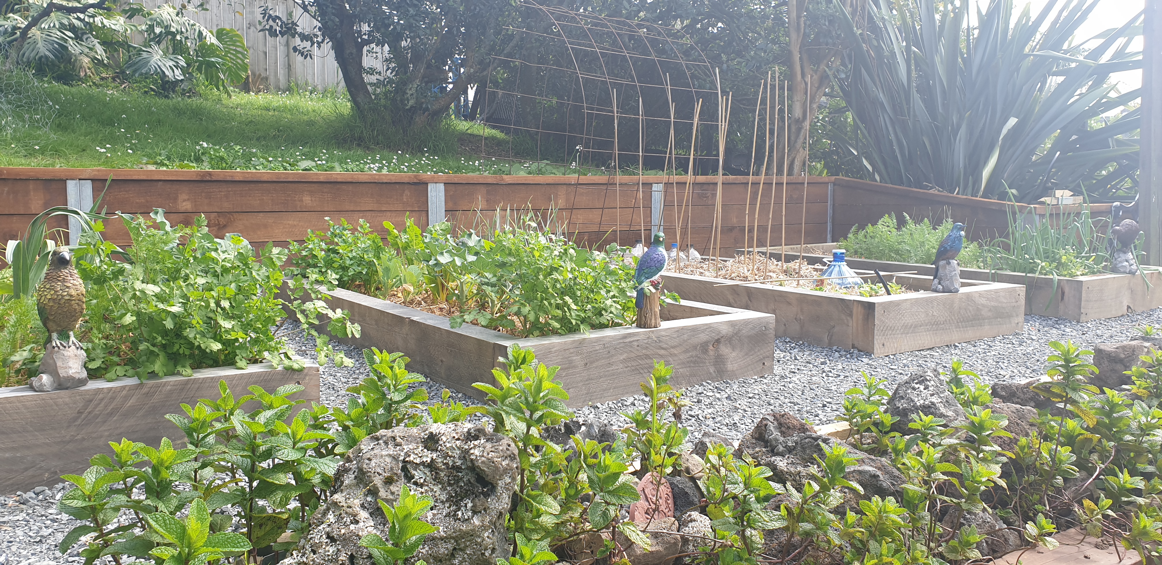 Back to Basics.  Our Vege Patch.