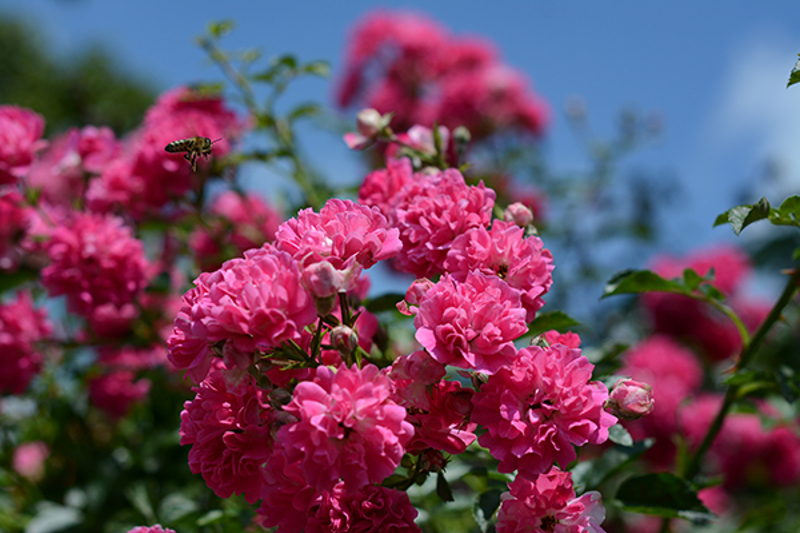 Rambling rose 'Dorothy Perkins'