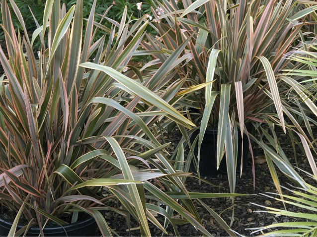 new zealand flax plant care
