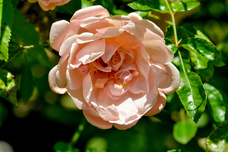 Bourbon Rose 'Souvenir de Malmaison'