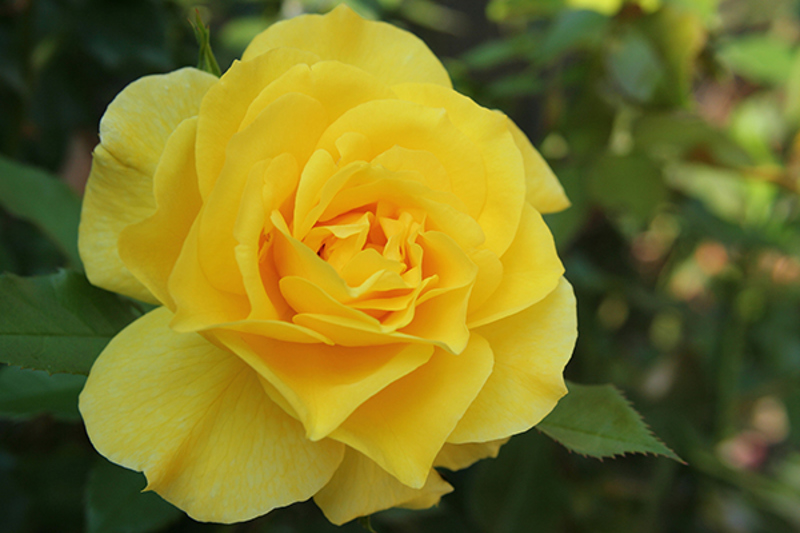 Floribunda Rose 'Friesia'