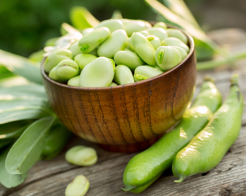 How To Grow Broad Beans | Yates