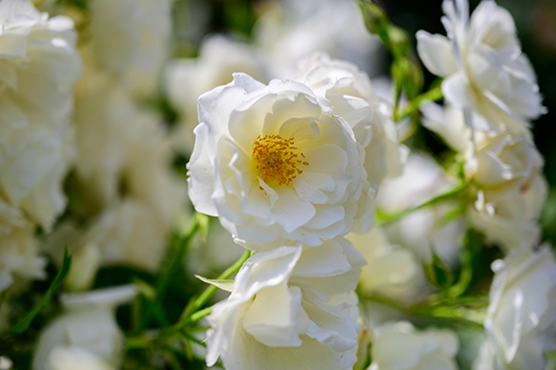 The much-loved white Floribunda 'Iceberg', bred in 1958 by Kordes.