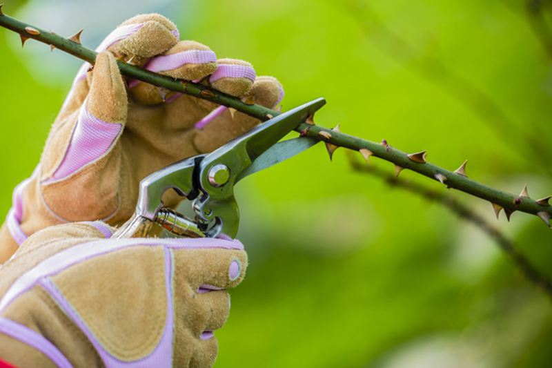 Pruning a rose stem with secateurs