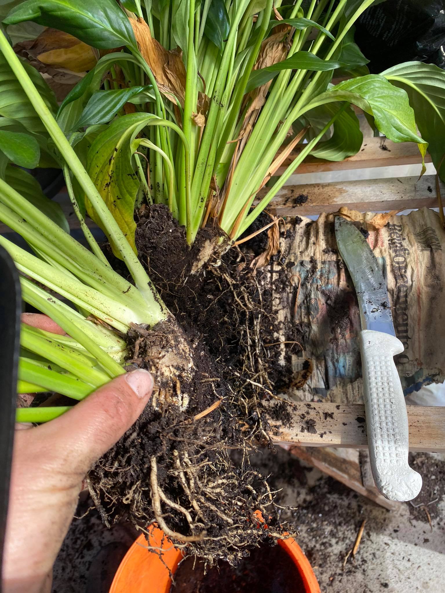 The great division .