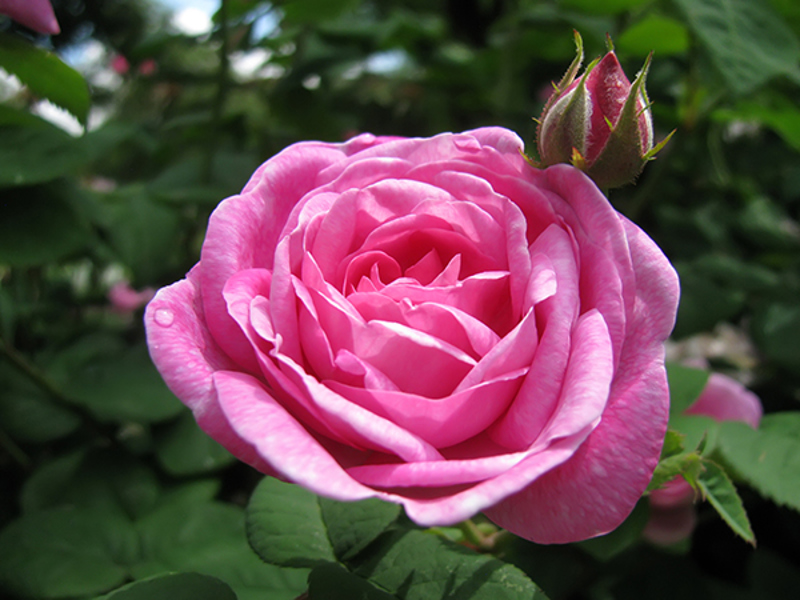 Damask Rose (Rosa damascena)