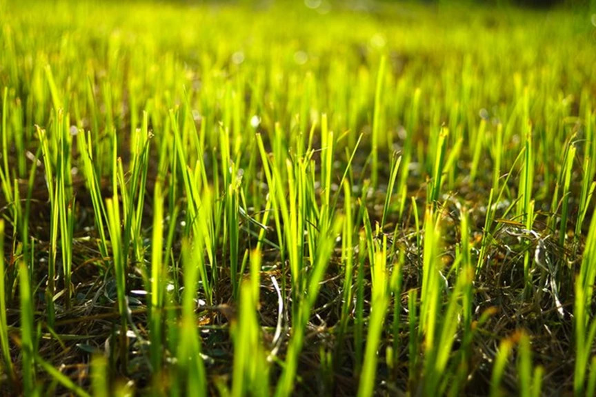 How To Start Growing A New Lawn From Seed | Yates