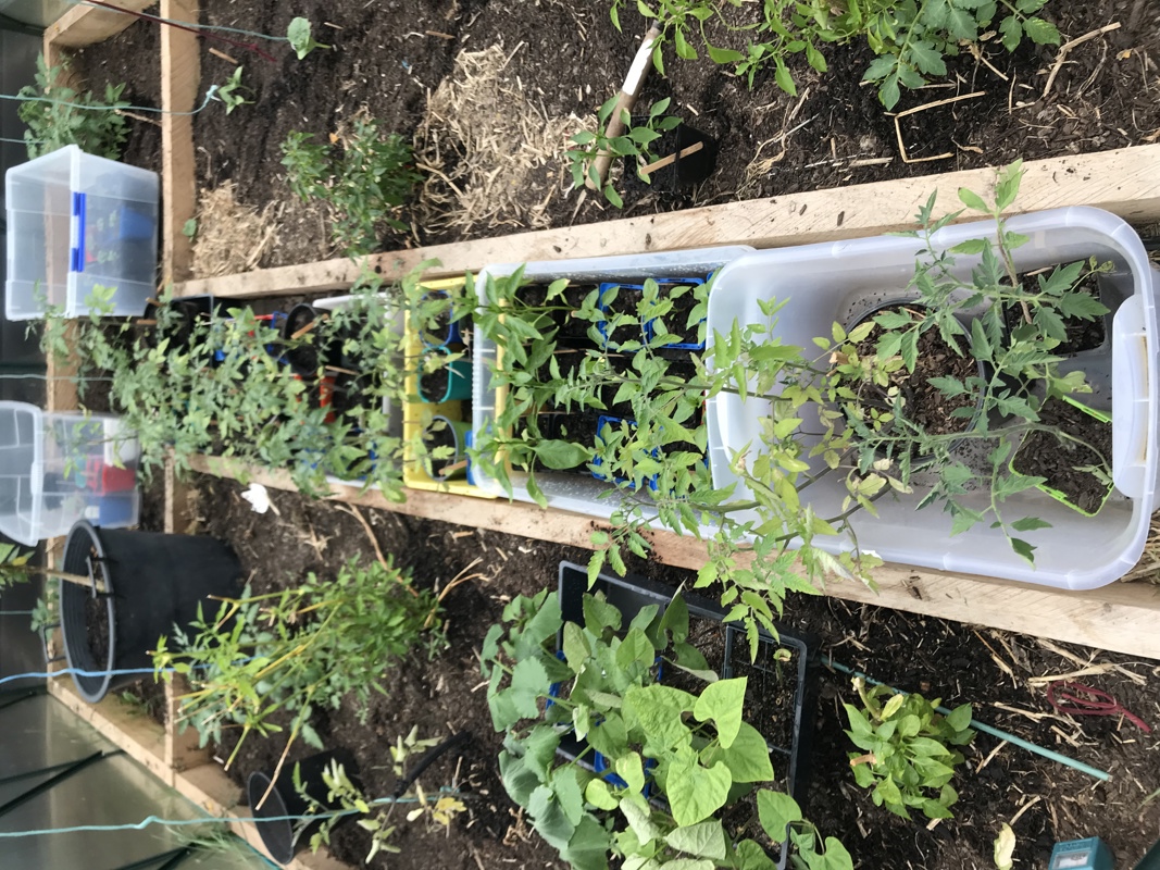 Emptying the greenhouse