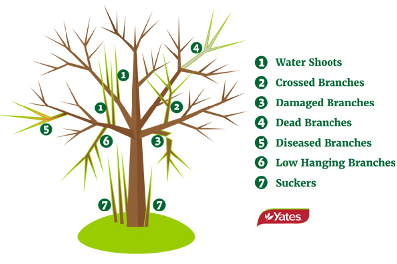 Visual guide to the target branch types for removal