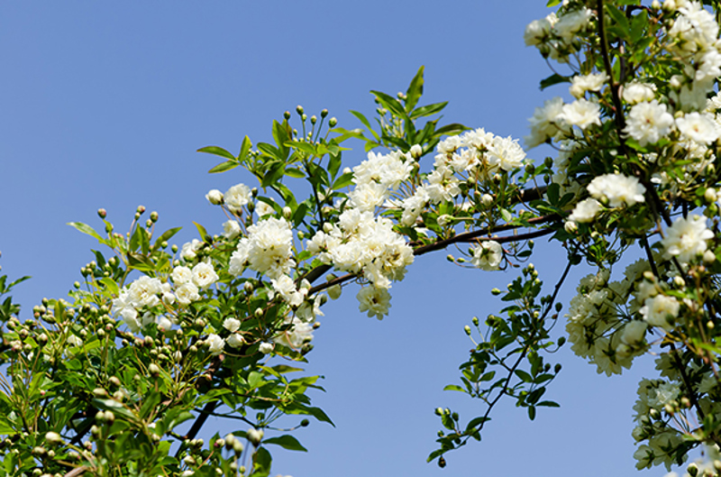 White Lady Banks Rose (Rosa banksiae var. banksiae)