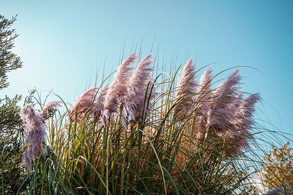 Purple pampas grass best sale