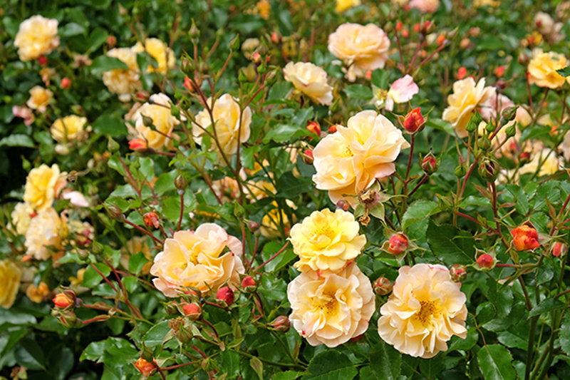 Groundcover Rose 'Flower Carpet Amber'
