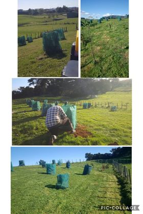 Mediterranean citrus grove....