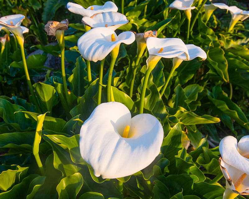 harvesting-calla-lily-seed-pods-youtube