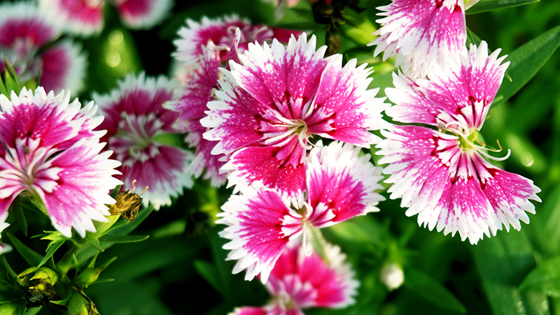 How to grow beautifully sweet-scented Dianthus | Yates