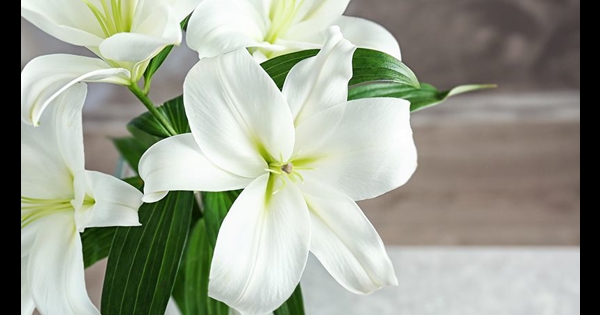 How to grow Lily