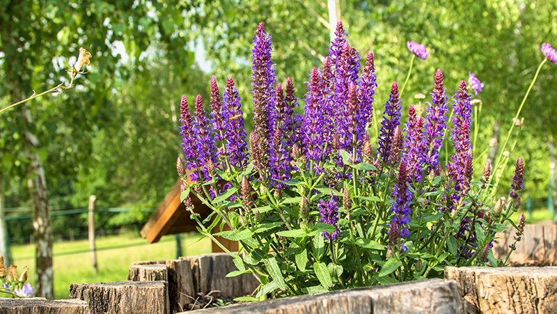 Image of Salvias (Salvia spp.) perennial