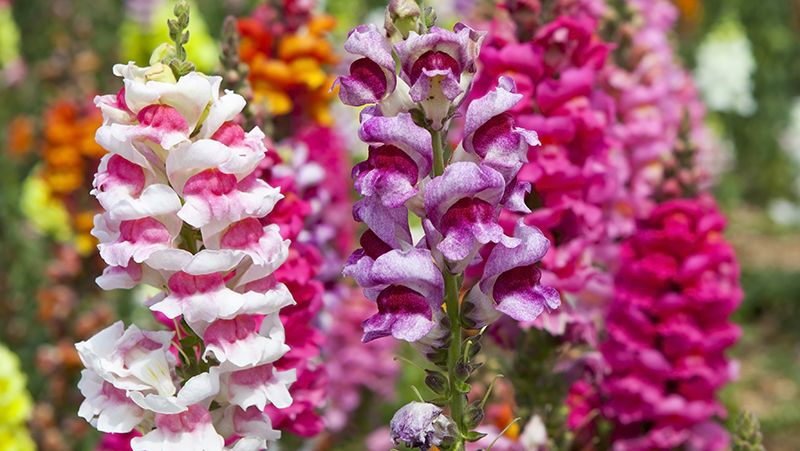 Snapdragon flowers deals