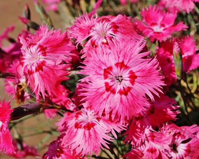 How to grow beautifully sweet-scented Dianthus | Yates