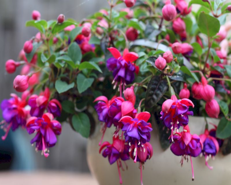 How to grow Fuchsia Yates