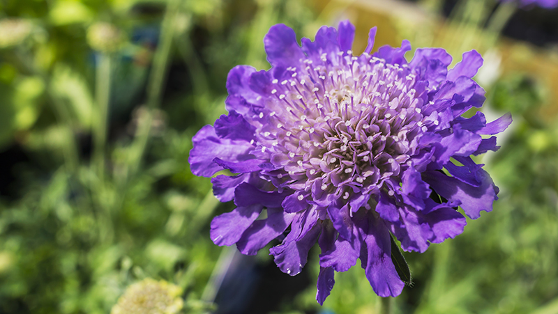 How to grow Pincushion flower | Yates