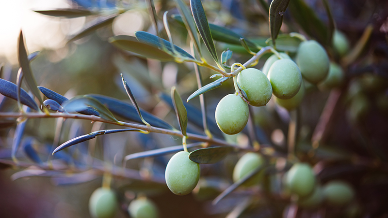 How to grow firm, rich and flavourful Olives | Yates