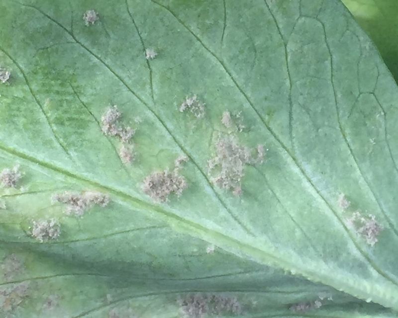 how-to-control-downy-mildew-yates