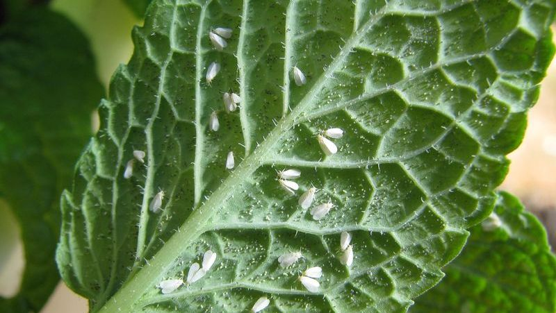 How to control common problems on basil in NZ Yates