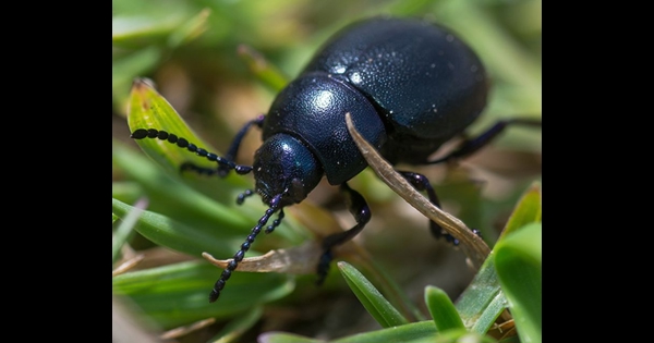 Pr Tn Pest Black Beetle Closeup ?rmode=boxpad&ranchor=center&quality=100&width=600&height=315