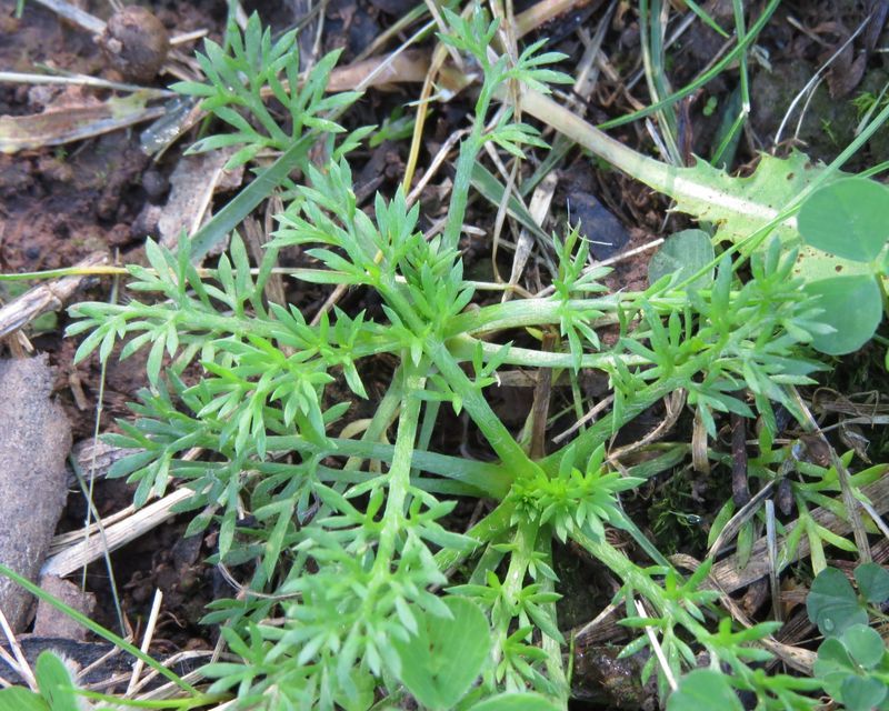 How to control Onehunga (Prickle) Weed | Yates