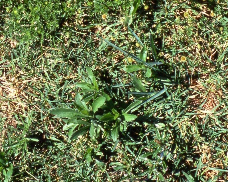How to control Broadleaf weeds | Yates