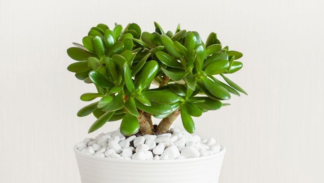 How to grow green & resilient Jade (Money Plant) | Yates