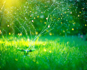 Lawn Watering Tips
