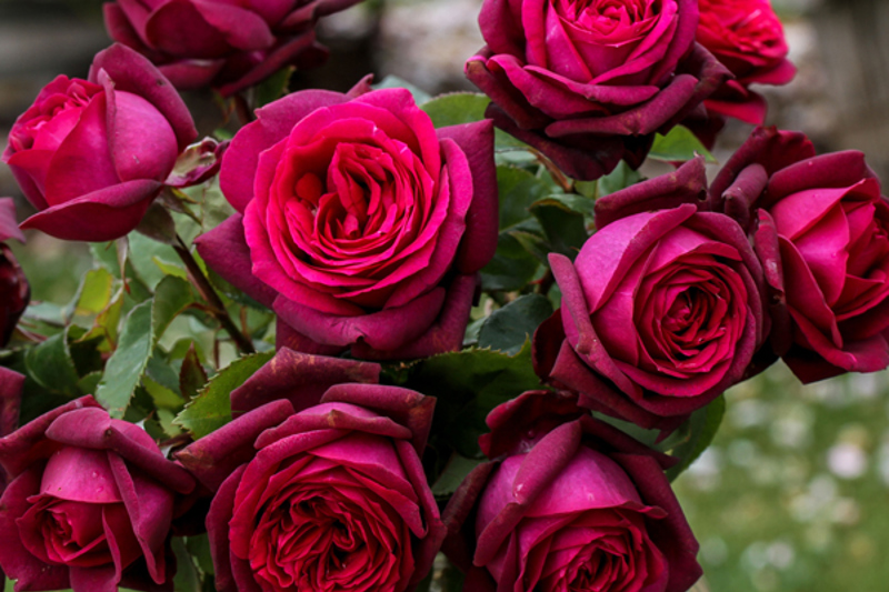 Hybrid Tea Rose 'Dark Desire'