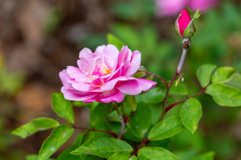 Pink China Rose 'Old Blush' (Rosa chinensis)