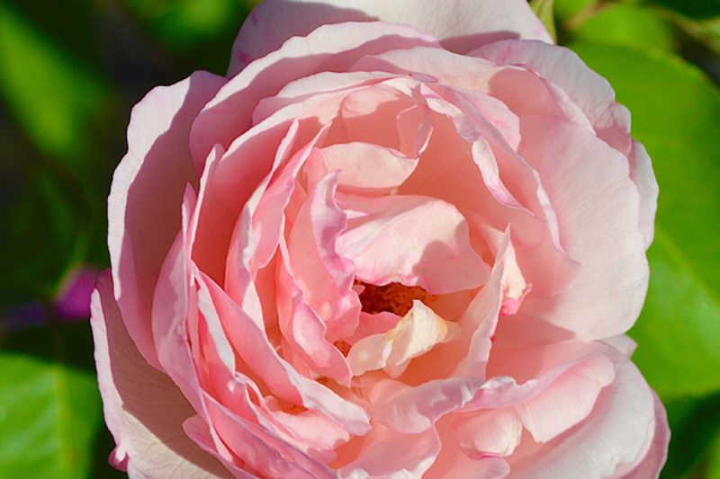 Tea Rose 'Duchesse de Brabant' (Rosa odorata)