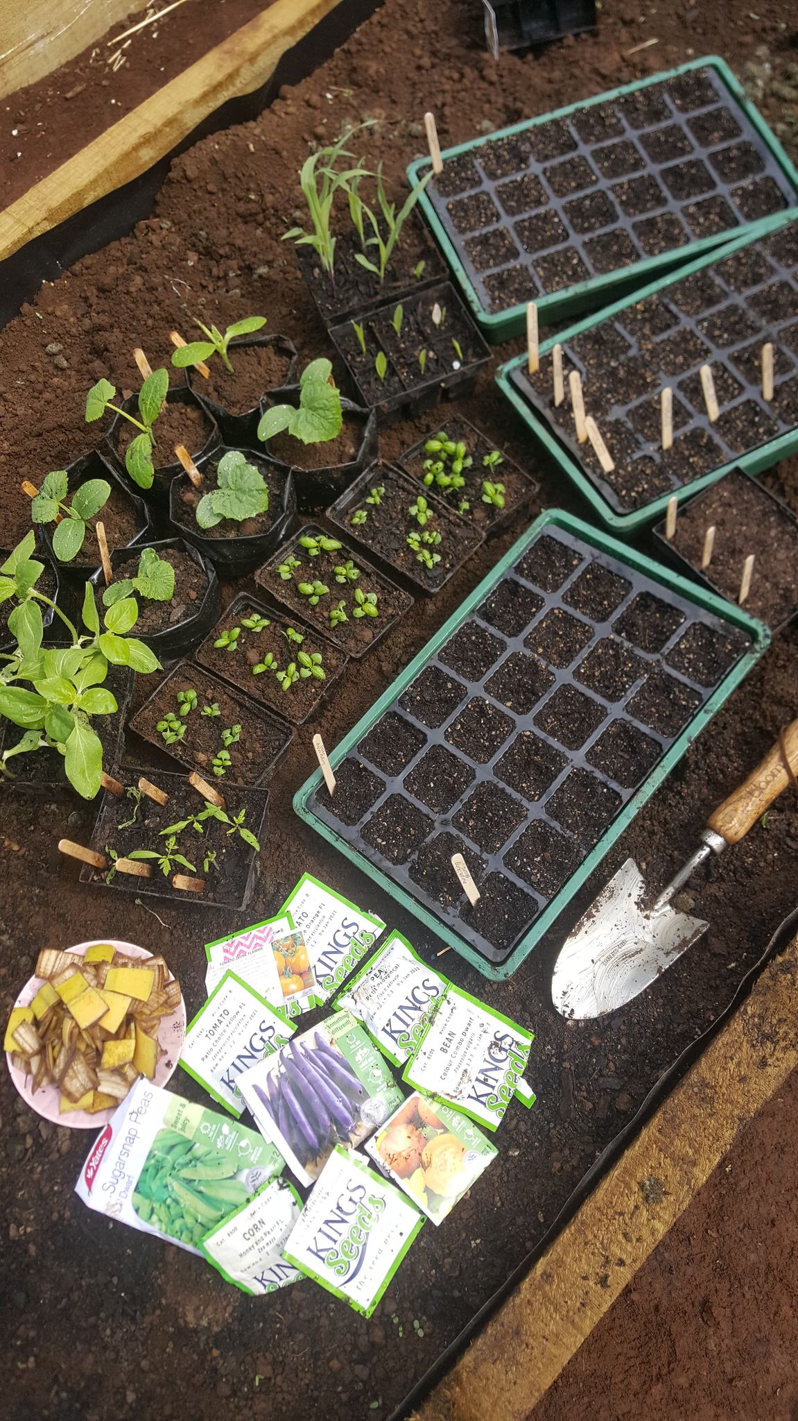Pricking Out is a Prick of a Job 