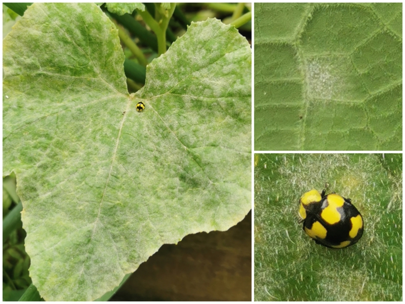 Mildew.. The hard lessons.