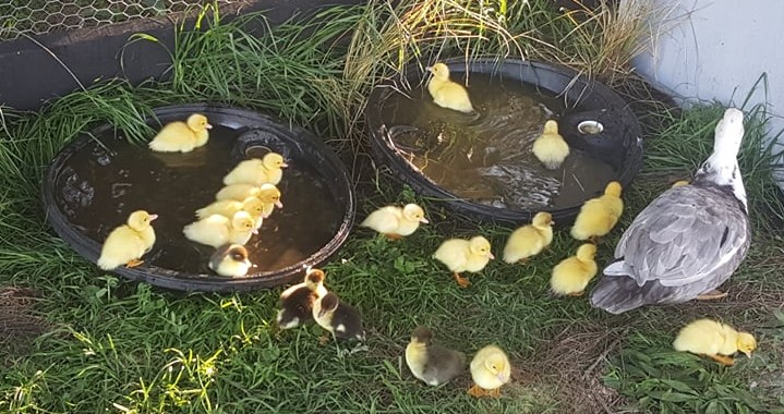 No ducks in a row here!!!