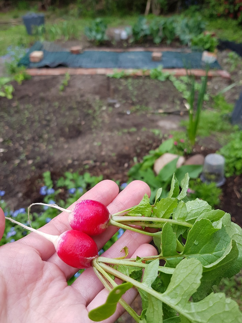 Behold: the first harvest x)