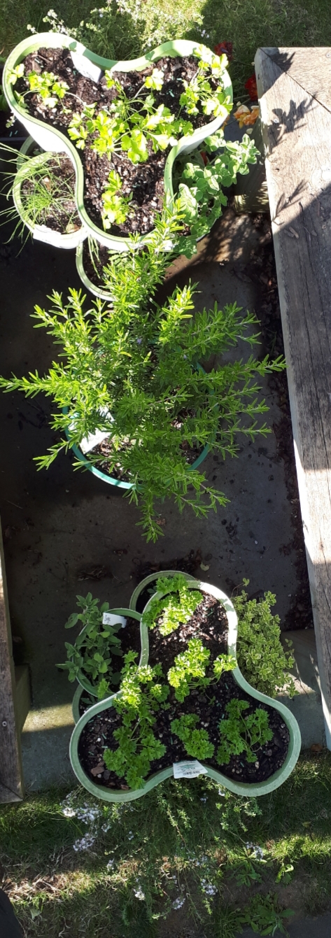 Herb garden and garden maintenance 