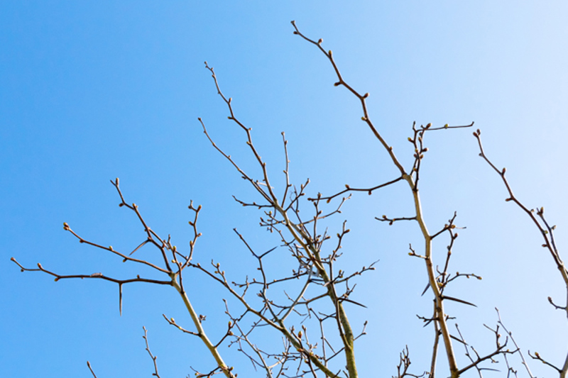 An apple tree in spring, with developing buds.