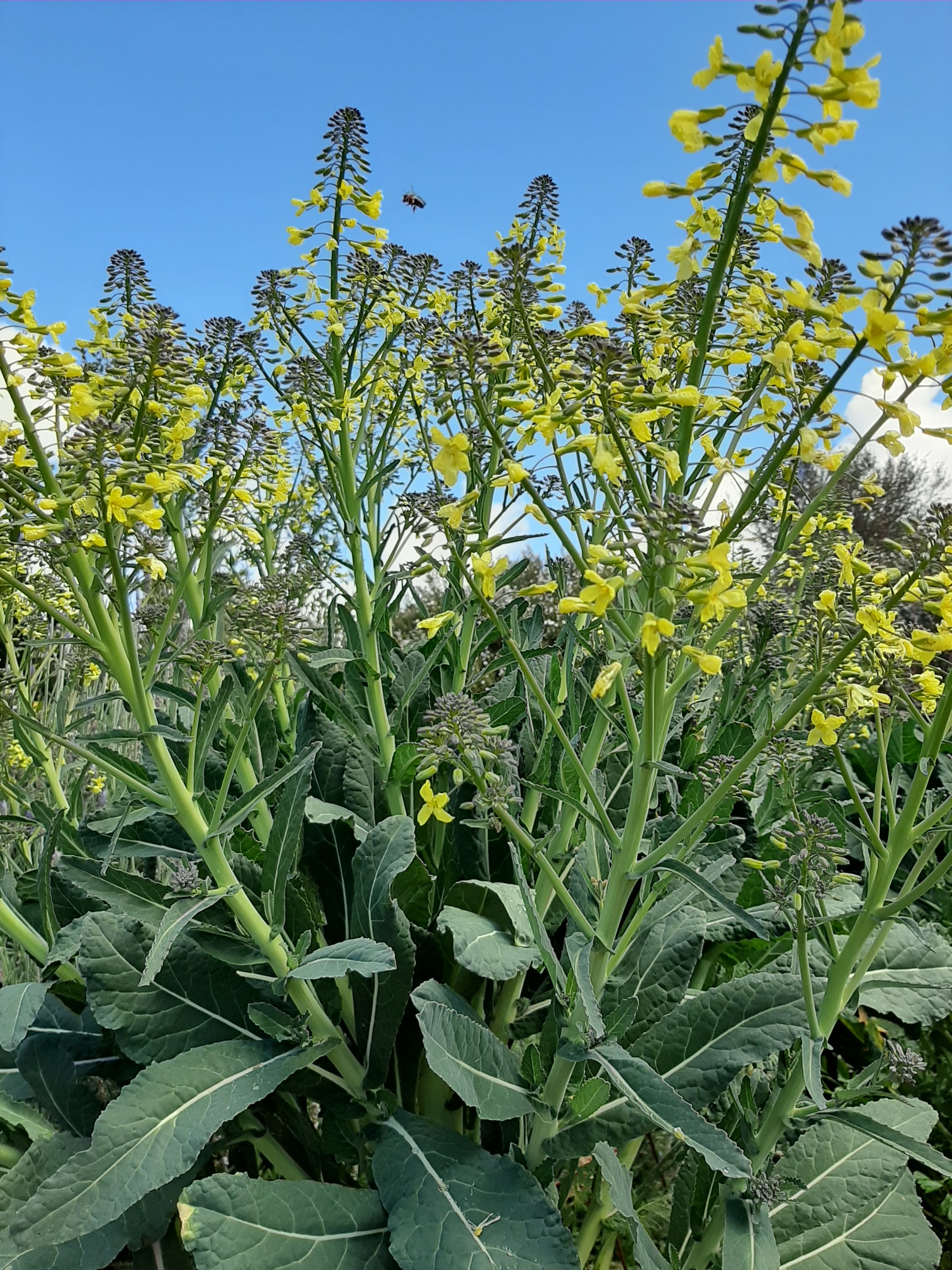 Everything's going to seed