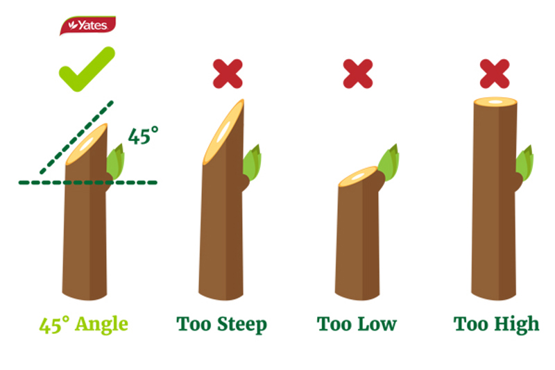 Visual guide to correct cut position, at an angle just above a bud.